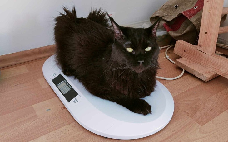 Zbiórka Na ratunek Olafowi - zdjęcie główne