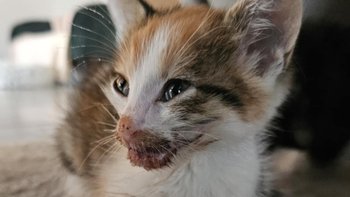 Zbiórka czym zawiniła - miniaturka zdjęcia