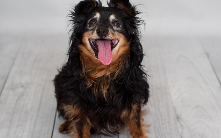 Zbiórka Mikołaj dla Psierocińca - zdjęcie główne