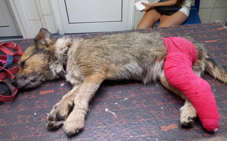 Zbiórka Puste miski, ból i strach . - zdjęcie główne