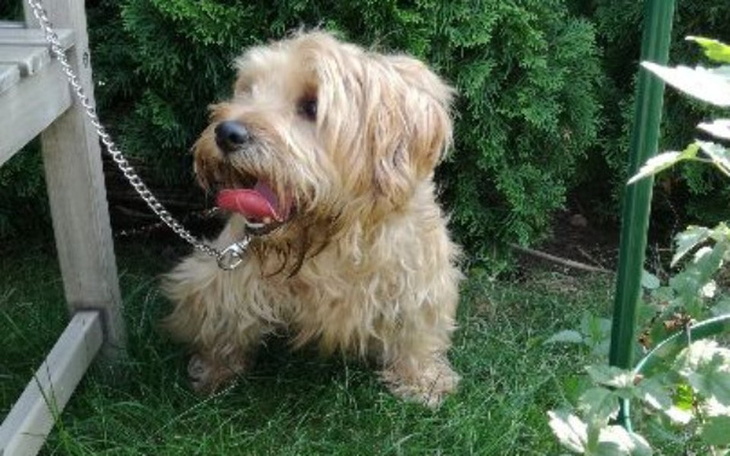 Zbiórka Niesłyszący Tofik-pomóżmy mu! - zdjęcie główne