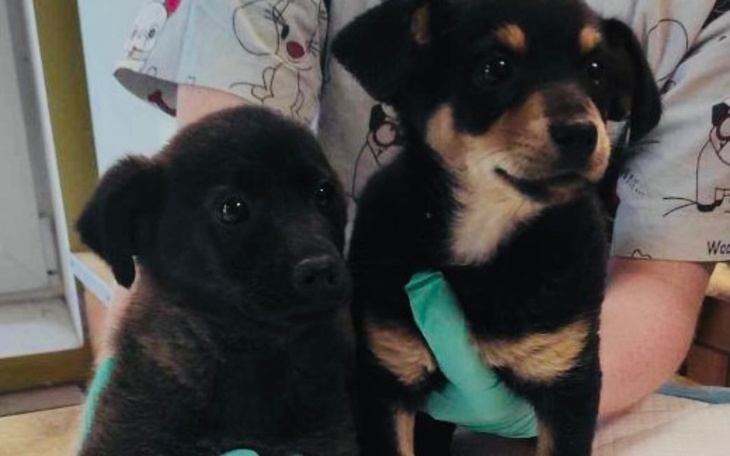 Zbiórka Szansa dla szczeniaków - zdjęcie główne