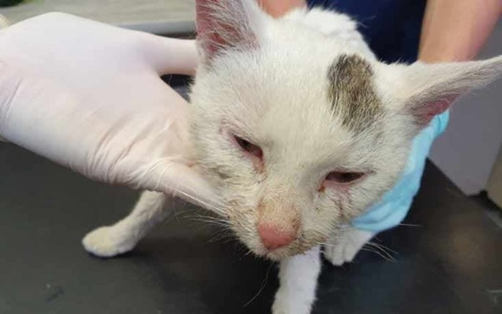 Zbiórka Albina zabije sepsa - zdjęcie główne