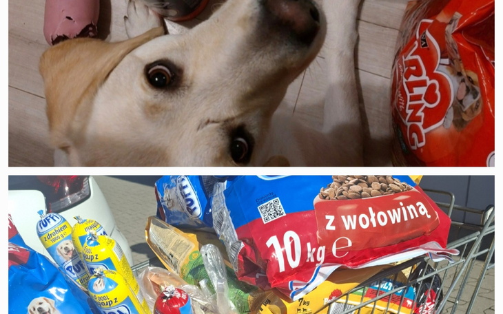 Pies wśród torebek z jedzeniem dla zwierząt.