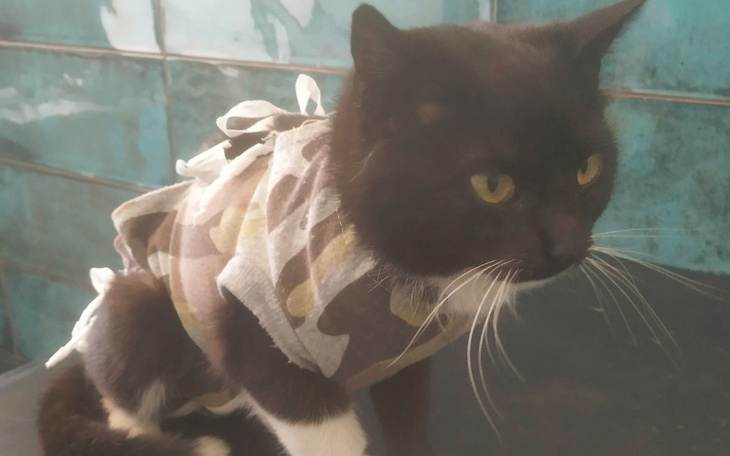 Zbiórka Kocie dziecko z panleukopenią - zdjęcie główne