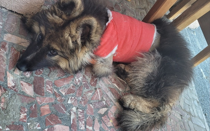 Zbiórka Chore serduszko malutkiej Lanki - zdjęcie główne