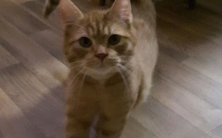 Zbiórka Sterelizacja zwierząt - zdjęcie główne