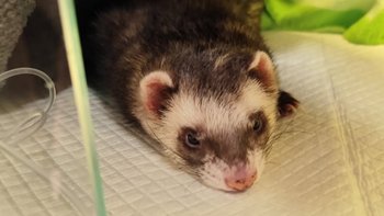 Zbiórka Fretka Tiramisu - nagła operacja - miniaturka zdjęcia