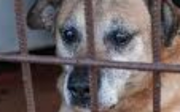 Zbiórka Muj pies nie daje rady błagam- - zdjęcie główne