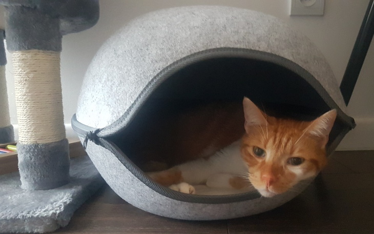 Zbiórka dla kota Stasia - zdjęcie główne