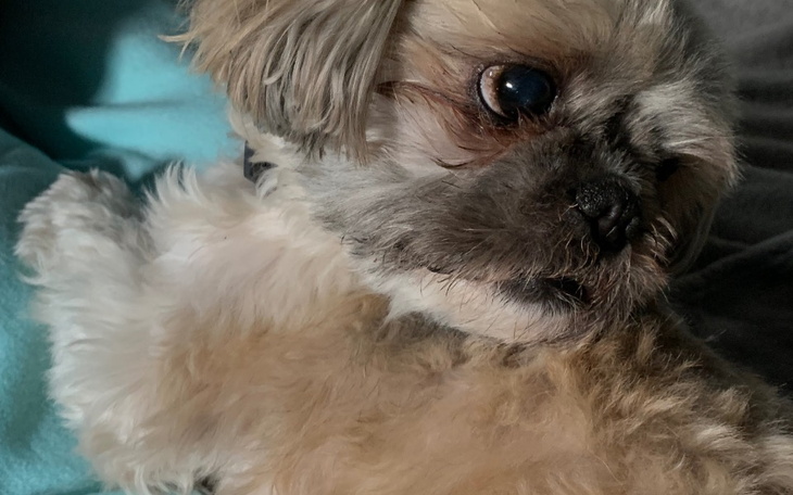 Pies z wyrazistymi oczami leży na poduszce, wyglądając na zrelaksowanego.