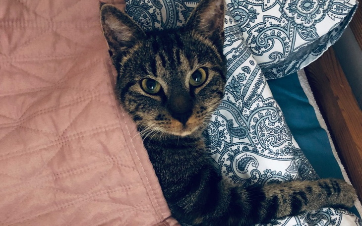 Zbiórka Uratujmy Rubi - zdjęcie główne