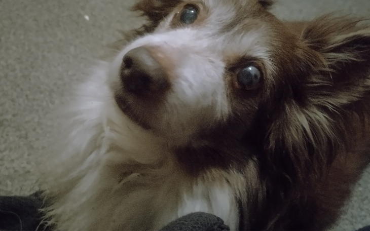 Pies z brązowym futrem patrzy w obiektyw.