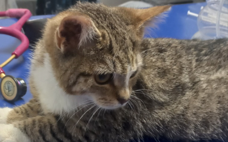 Zbiórka Muszka - wyścig ze śmiercią. - zdjęcie główne