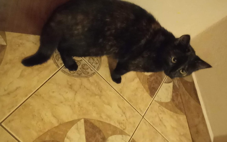 Zbiórka Weterynarz dla Pysi - zdjęcie główne