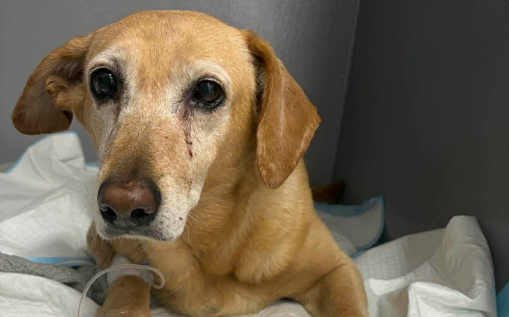 Starszy pies w klinice weterynaryjnej, wygląda na zmęczonego.