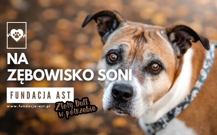 Zbiórka Na zębowisko Soni - zdjęcie główne