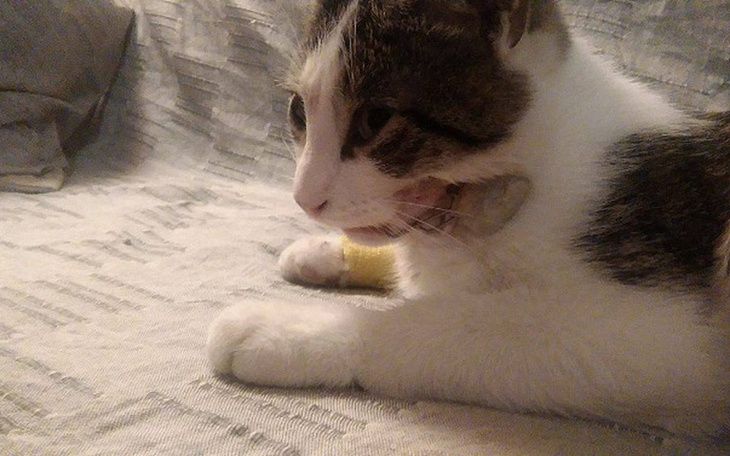 Zbiórka Zbiórka dla Czarka - zdjęcie główne