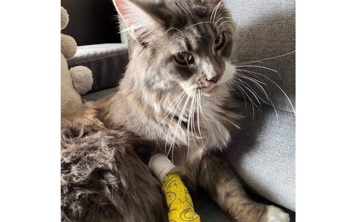 Zbiórka Kociak Morris walczy o życie - zdjęcie główne