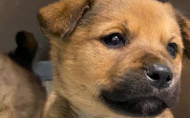 Zbiórka Na pomoc szczeniaczkom z mamą - zdjęcie główne