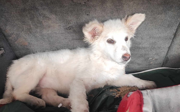 Zbiórka Spłata zadłużenia za Nale - zdjęcie główne