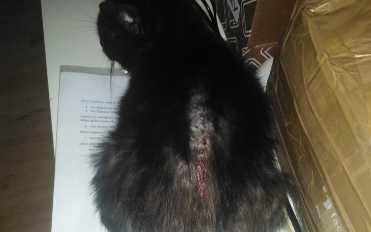 Zbiórka Na weterynarza dla Chorej kotki - zdjęcie główne