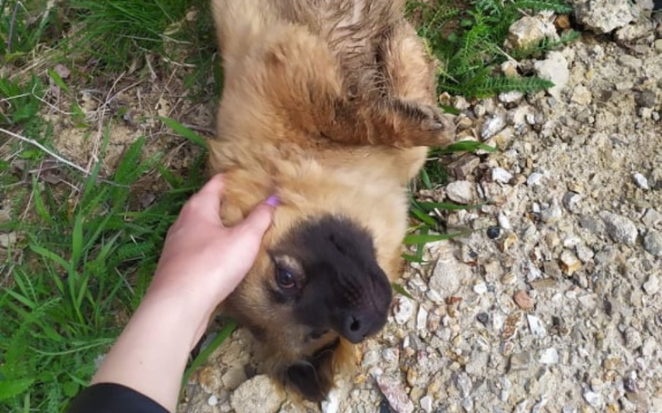 Zbiórka Na sterylizację suni - zdjęcie główne