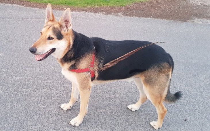 Zbiórka Ostatnia szansa dla Troya - zdjęcie główne