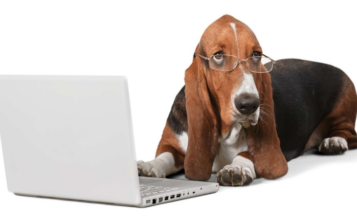 Zbiórka Chcemy dalej prowadzić sklep zoo - zdjęcie główne