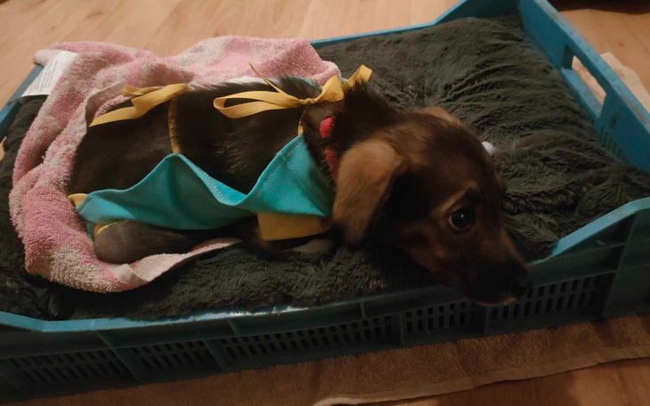 Zbiórka Operacja serca Belli - zdjęcie główne