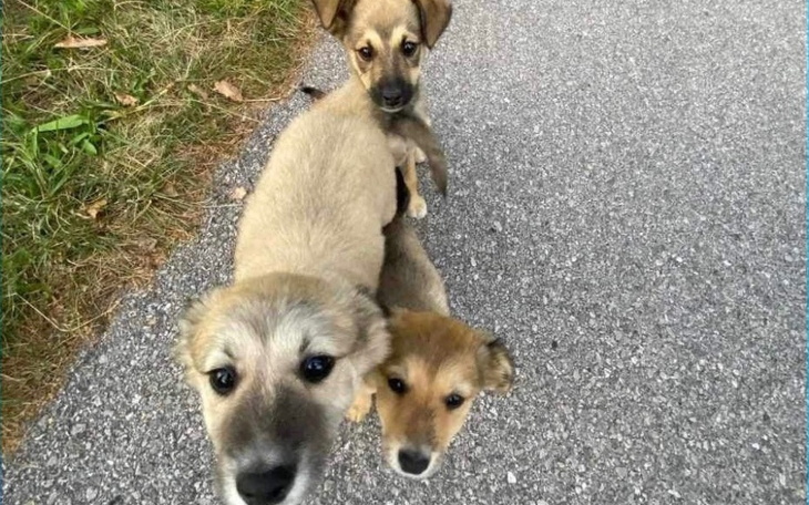 Zbiórka Transport opieka wet 8 zwierząt - zdjęcie główne