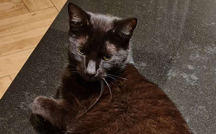 Zbiórka Ratunek dla Blackyego - zdjęcie główne