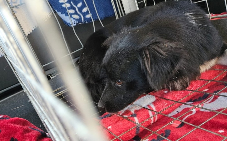 Pies odpoczywający w klatce, z czerwonym kocem.