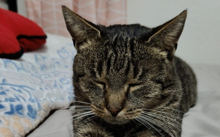 Senna kotka leżąca na łóżku.