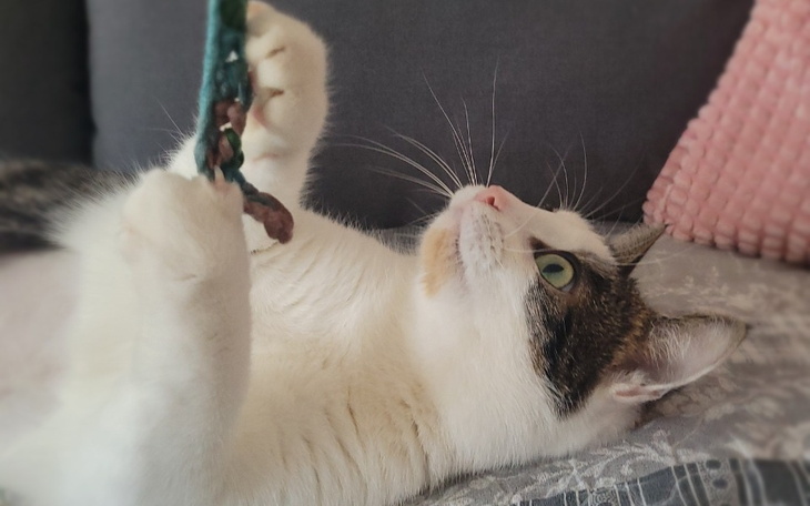 Zbiórka Ukochana kotka umiera - zdjęcie główne