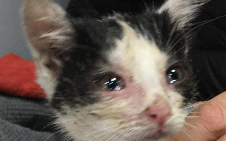 Zbiórka Walka o malutkie życie - zdjęcie główne