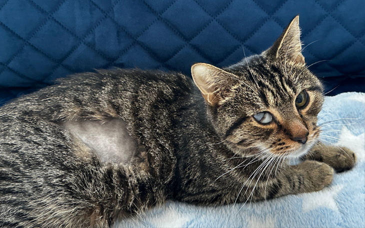 Kot leżący na niebieskiej kanapie, z wyrazem twarzy.