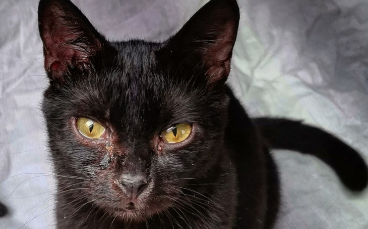 Zbiórka Zdrowiej Anubi - zdjęcie główne