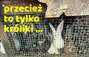 Zbiórka Bo to tylko króliki, przecież wszystko w porządku... - miniaturka zdjęcia
