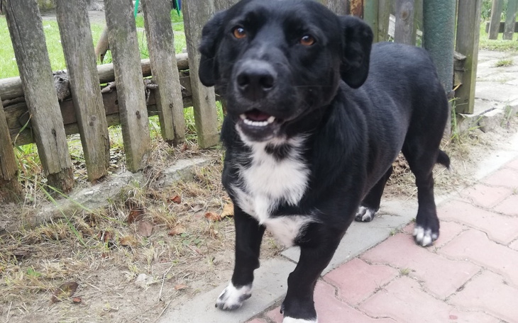 Zbiórka Hotelik dla Foresta - zdjęcie główne