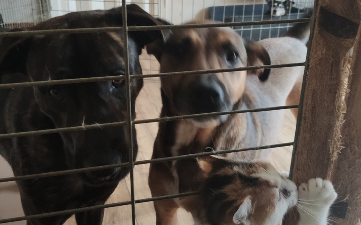 Zbiórka Na utrzymanie azylu - zdjęcie główne