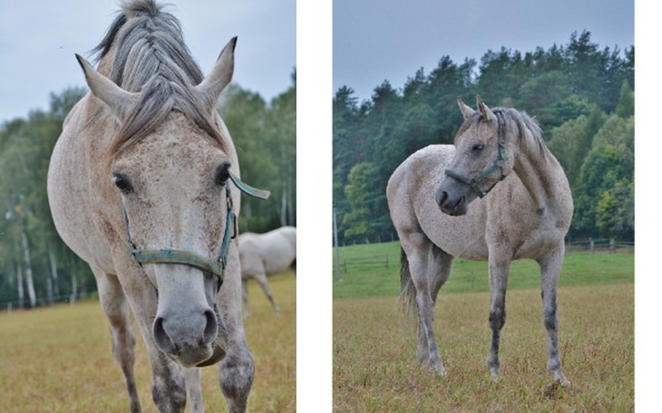 Zbiórka Pokochać Demi - zdjęcie główne