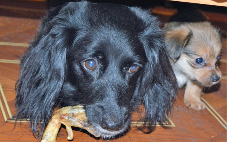 Zbiórka Karma dla bezdomnych zwierzaków - zdjęcie główne