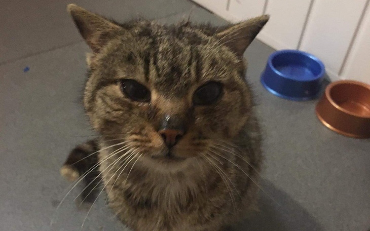 Zbiórka POMÓŻ URATOWAĆ płuca Tosi - zdjęcie główne