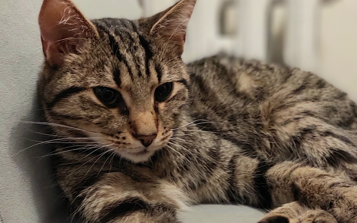 Kot leżący na kanapie, z wyrazem spokoju na twarzy.