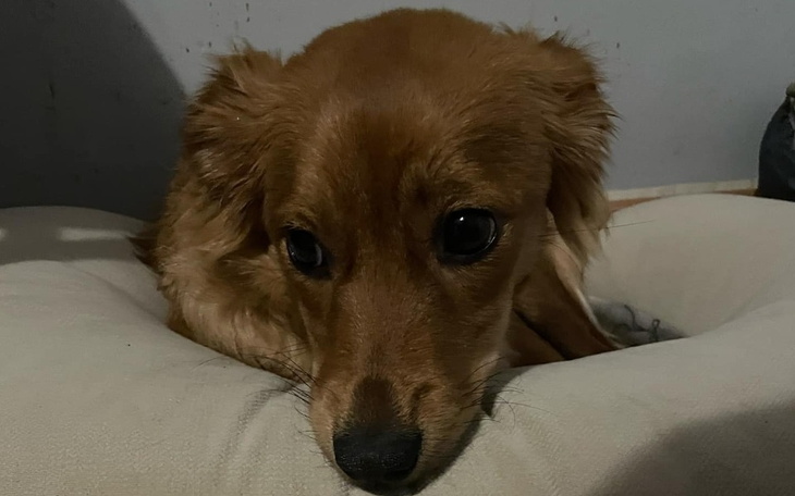 Zbiórka Leczenie szczeniaka Fanty - zdjęcie główne