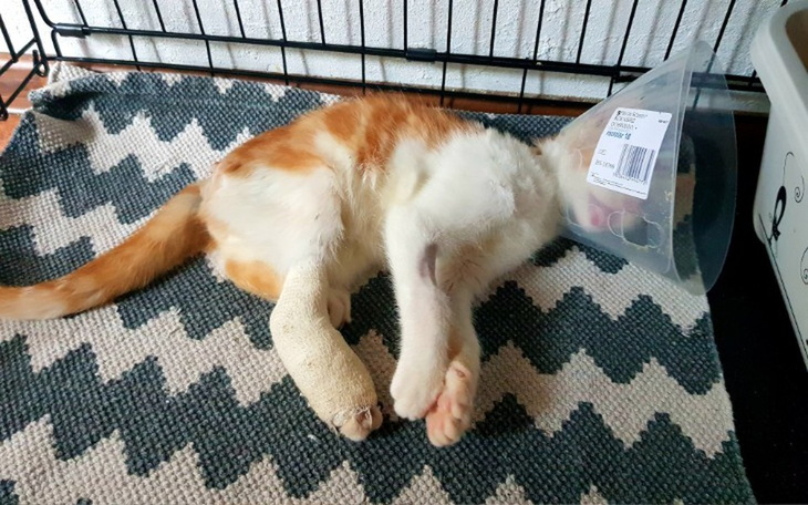 Zbiórka Rogalik walczy o łapkę - zdjęcie główne