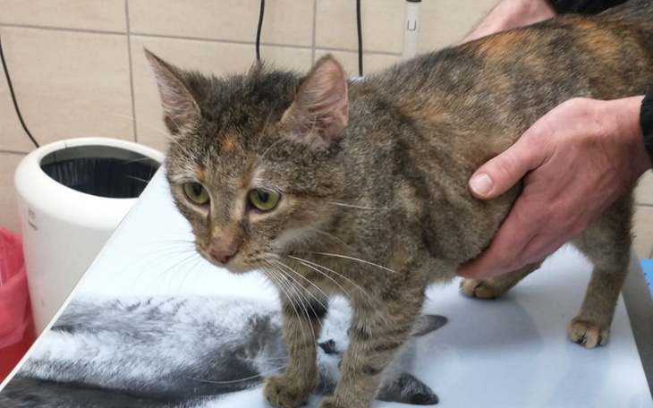 Zbiórka Wizyta Adelki i Iskierek - zdjęcie główne