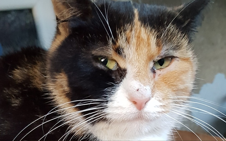 Zbiórka Pomoc wet dla bezdomnych kotków - zdjęcie główne