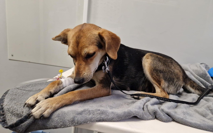 Pies w klinice weterynaryjnej, smutny i zmęczony.